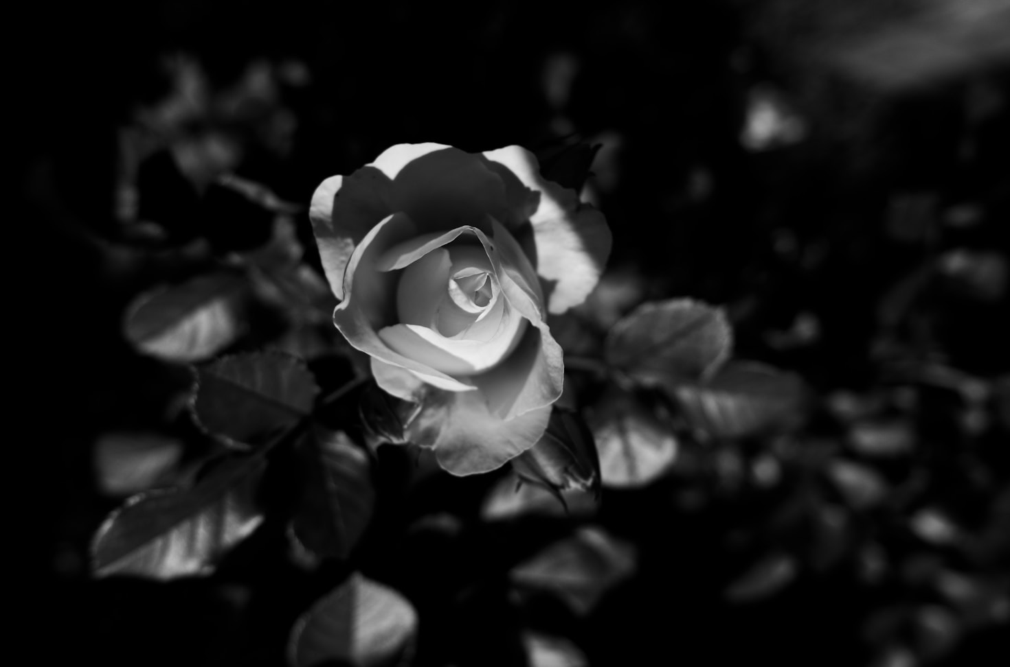 Gallery Highlights: Masterpieces in Monochrome